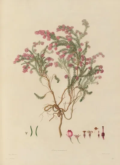 Delineations Of Exotick Plants Cultivated In The Royal Gardens At Kew Pl 23