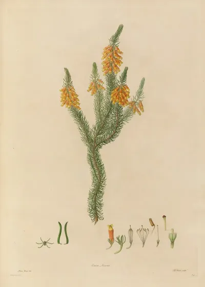 Delineations Of Exotick Plants Cultivated In The Royal Gardens At Kew Pl 24