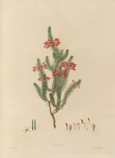 Delineations Of Exotick Plants Cultivated In The Royal Gardens At Kew Pl 25