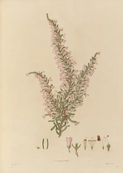Delineations Of Exotick Plants Cultivated In The Royal Gardens At Kew Pl 27