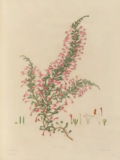 Delineations Of Exotick Plants Cultivated In The Royal Gardens At Kew Pl 28