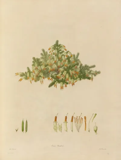 Delineations Of Exotick Plants Cultivated In The Royal Gardens At Kew Pl 29
