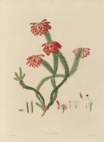 Delineations Of Exotick Plants Cultivated In The Royal Gardens At Kew Pl 30