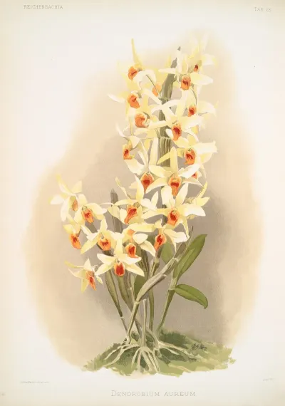 Dendrobium Aureum