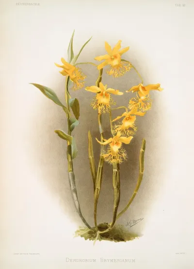 Dendrobium Brymerianum