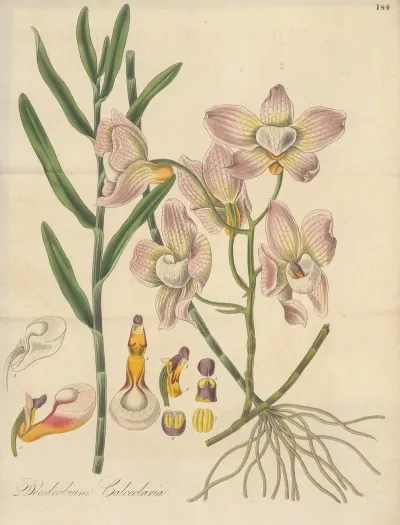 Dendrobium Calceolaria