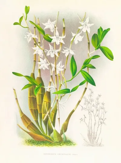 Dendrobium Crumenatum