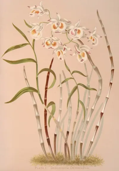Dendrobium Devonianum