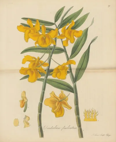 Dendrobium Fimbriatum