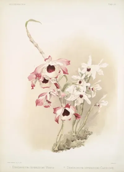 Dendrobium Hybridum Venus Dendrobium Hybridum Cassiope