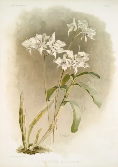 Dendrobium Johnsoniae