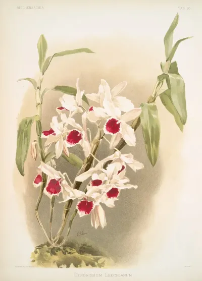 Dendrobium Leechianum