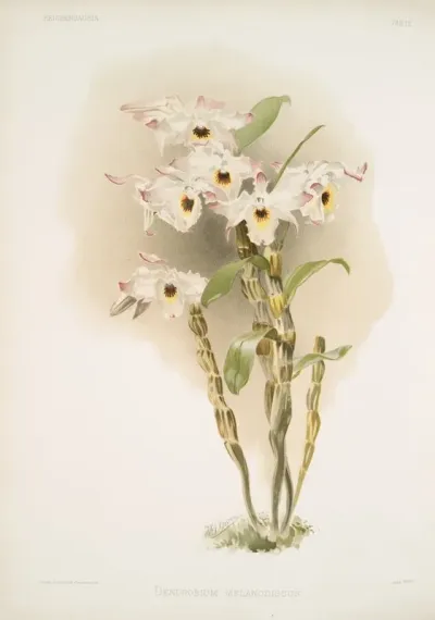 Dendrobium Melanodiscus