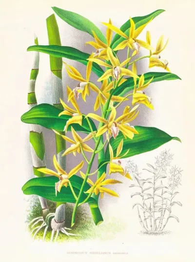 Dendrobium Mirbelianum