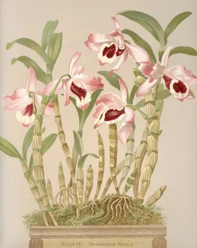Dendrobium Nobile