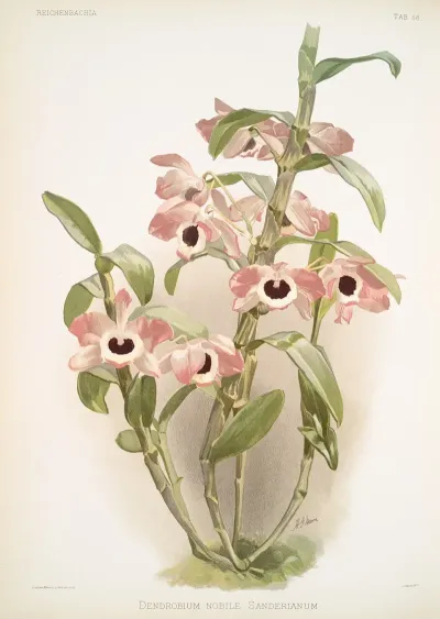 Dendrobium Noile Sanderianum