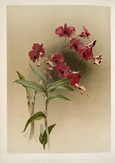 Dendrobium Phalaenopsis Var Statterianum