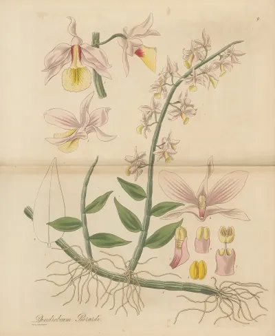 Dendrobium Pierardi