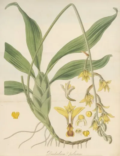 Dendrobium Pubescens