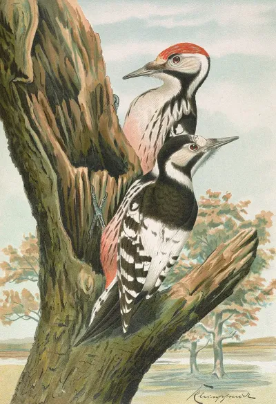 Dendrocopus Leuconotus