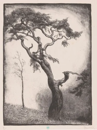 Dennenboom