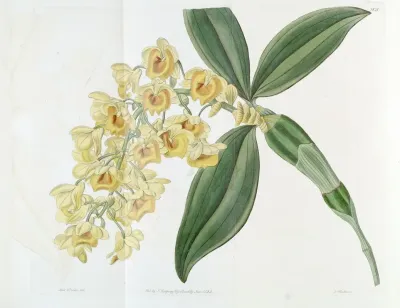 Dense Flowered Dendrobium
