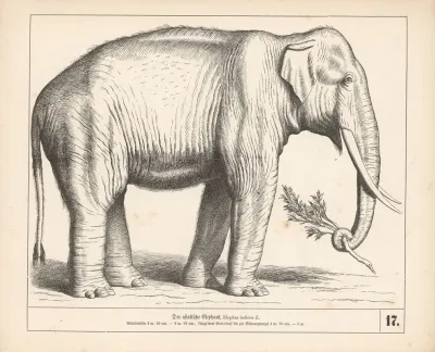 Der Asiatische Elephant 2