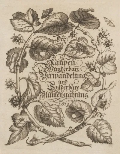 Der Raupen Wunderbare Verwandelung Und Sonderbare Blumen Nahrung Pl 001