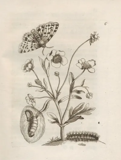 Der Raupen Wunderbare Verwandelung Und Sonderbare Blumen Nahrung Pl 007