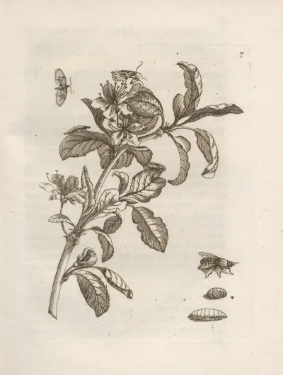 Der Raupen Wunderbare Verwandelung Und Sonderbare Blumen Nahrung Pl 008