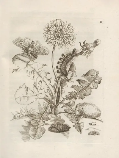 Der Raupen Wunderbare Verwandelung Und Sonderbare Blumen Nahrung Pl 009
