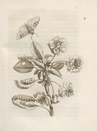Der Raupen Wunderbare Verwandelung Und Sonderbare Blumen Nahrung Pl 010