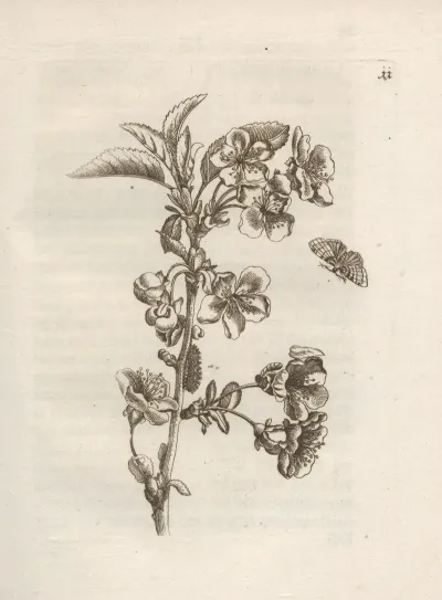 Der Raupen Wunderbare Verwandelung Und Sonderbare Blumen Nahrung Pl 012