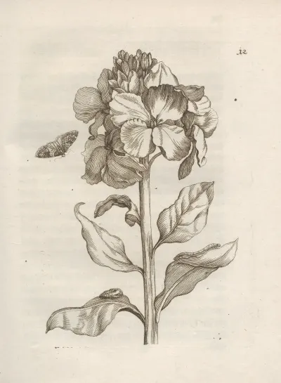 Der Raupen Wunderbare Verwandelung Und Sonderbare Blumen Nahrung Pl 013