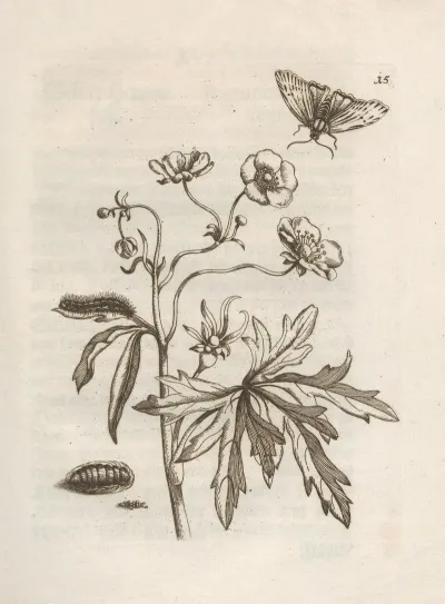Der Raupen Wunderbare Verwandelung Und Sonderbare Blumen Nahrung Pl 016