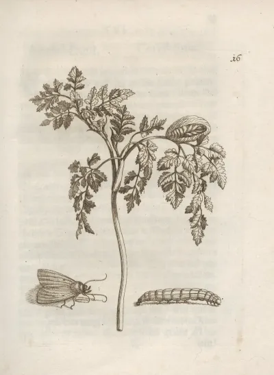 Der Raupen Wunderbare Verwandelung Und Sonderbare Blumen Nahrung Pl 017