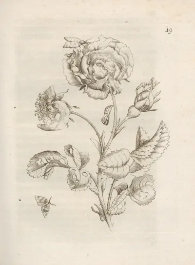 Der Raupen Wunderbare Verwandelung Und Sonderbare Blumen Nahrung Pl 020