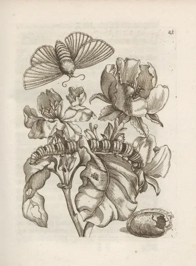 Der Raupen Wunderbare Verwandelung Und Sonderbare Blumen Nahrung Pl 022