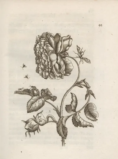 Der Raupen Wunderbare Verwandelung Und Sonderbare Blumen Nahrung Pl 023