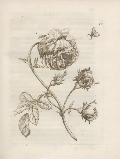 Der Raupen Wunderbare Verwandelung Und Sonderbare Blumen Nahrung Pl 025