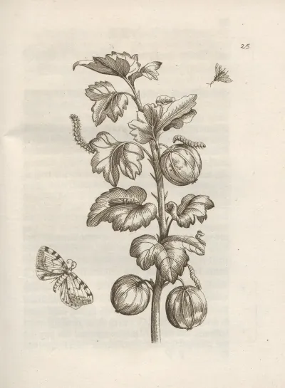 Der Raupen Wunderbare Verwandelung Und Sonderbare Blumen Nahrung Pl 026