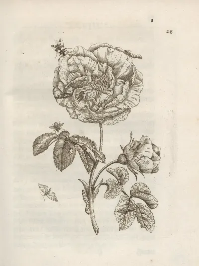 Der Raupen Wunderbare Verwandelung Und Sonderbare Blumen Nahrung Pl 029