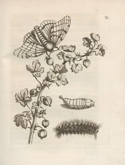 Der Raupen Wunderbare Verwandelung Und Sonderbare Blumen Nahrung Pl 032