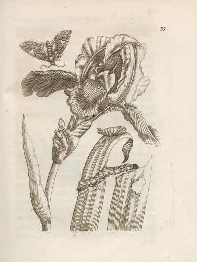 Der Raupen Wunderbare Verwandelung Und Sonderbare Blumen Nahrung Pl 036