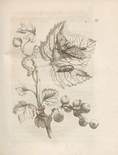 Der Raupen Wunderbare Verwandelung Und Sonderbare Blumen Nahrung Pl 038