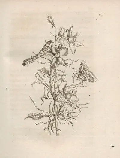 Der Raupen Wunderbare Verwandelung Und Sonderbare Blumen Nahrung Pl 041