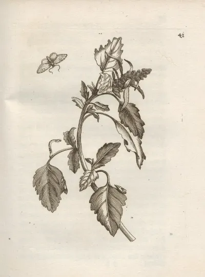 Der Raupen Wunderbare Verwandelung Und Sonderbare Blumen Nahrung Pl 042