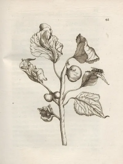 Der Raupen Wunderbare Verwandelung Und Sonderbare Blumen Nahrung Pl 043