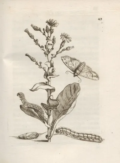Der Raupen Wunderbare Verwandelung Und Sonderbare Blumen Nahrung Pl 044