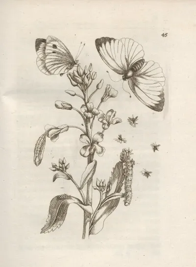 Der Raupen Wunderbare Verwandelung Und Sonderbare Blumen Nahrung Pl 046